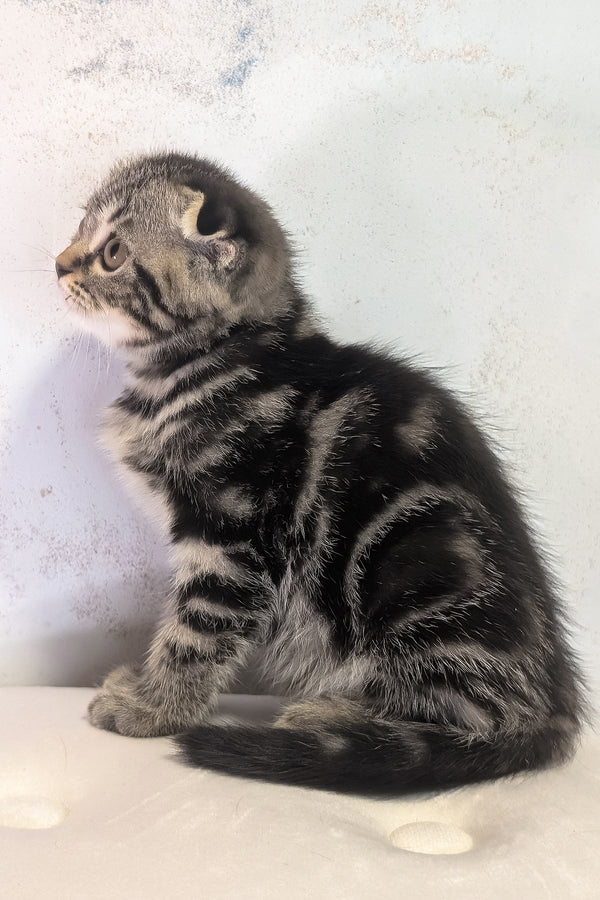 Senorita | Scottish Fold Kitten
