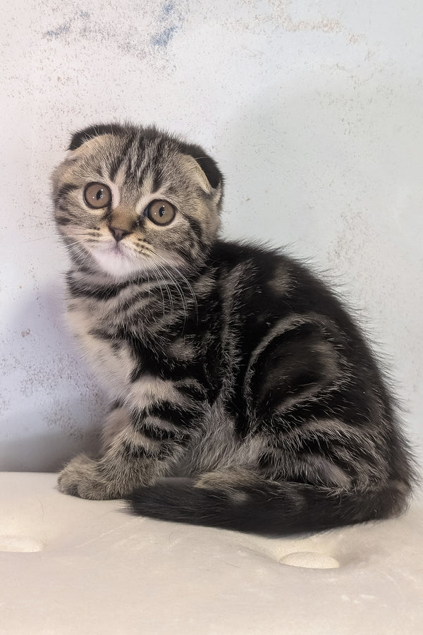 Senorita | Scottish Fold Kitten