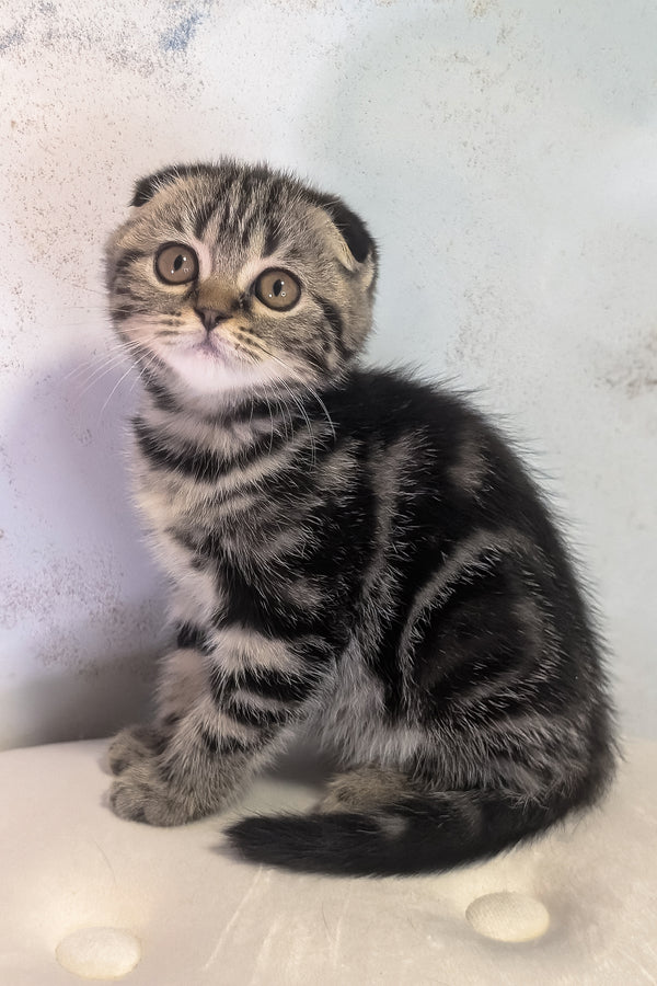 Senorita | Scottish Fold Kitten