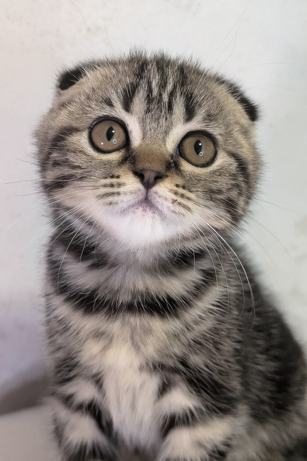 Senorita | Scottish Fold Kitten