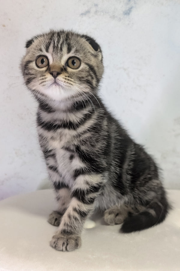 Senorita | Scottish Fold Kitten