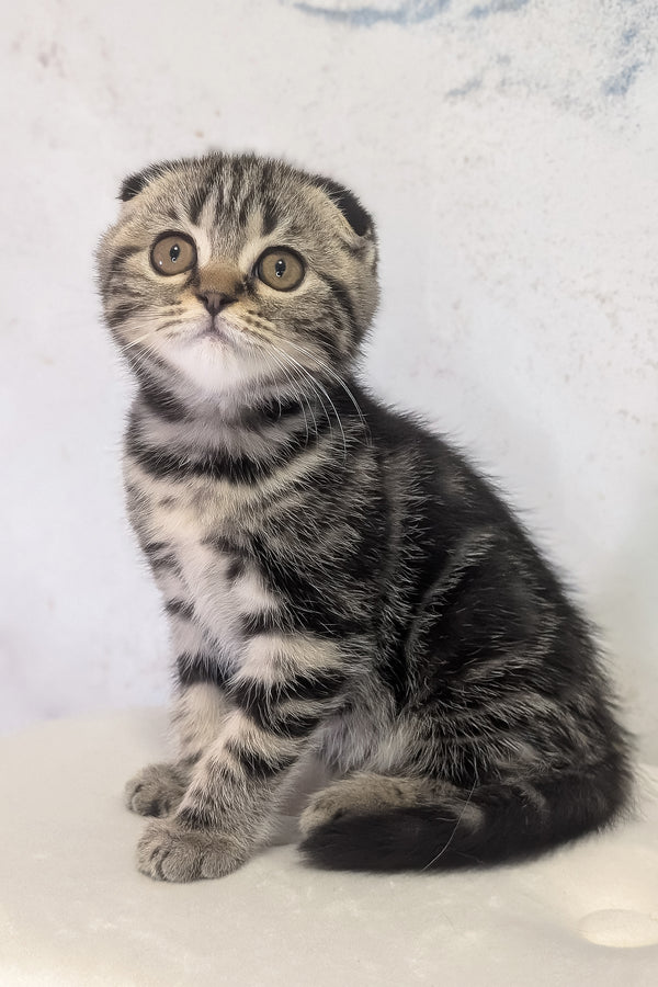 Senorita | Scottish Fold Kitten