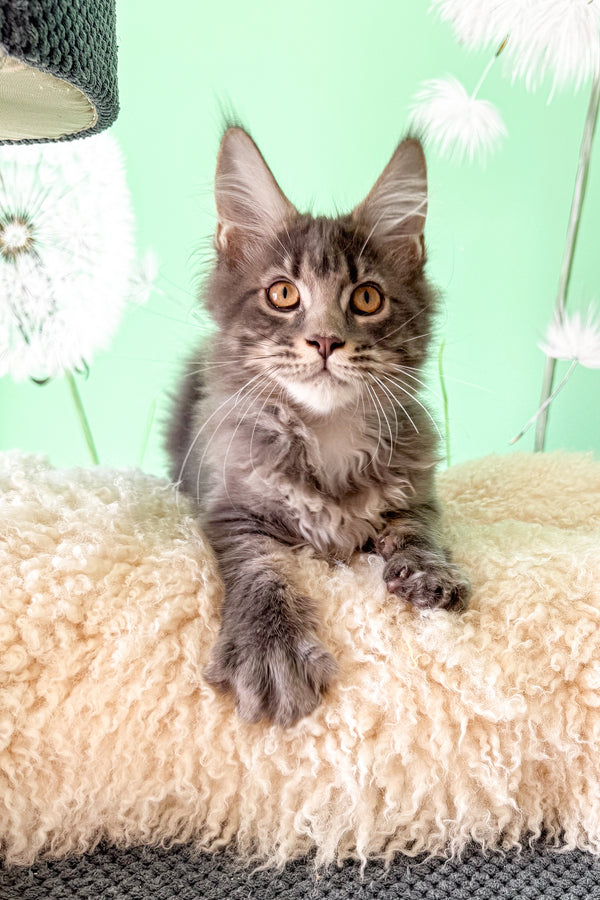 Sensa | Maine Coon Kitten