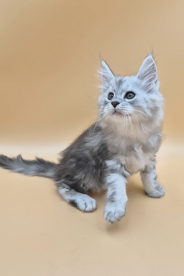 Sphinx | Maine Coon Kitten