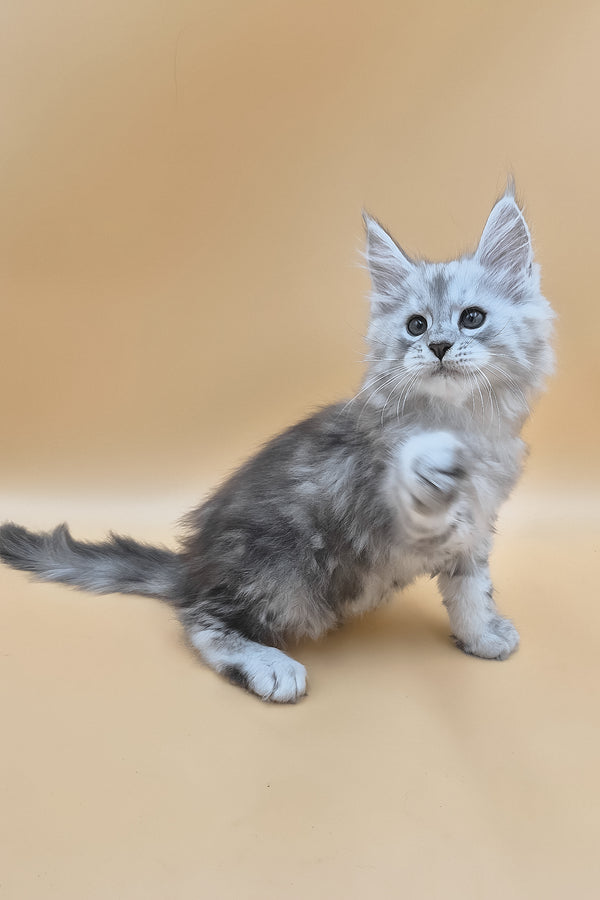 Sphinx | Maine Coon Kitten