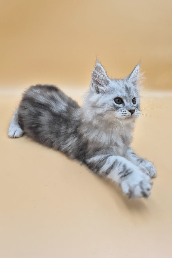 Sphinx | Maine Coon Kitten