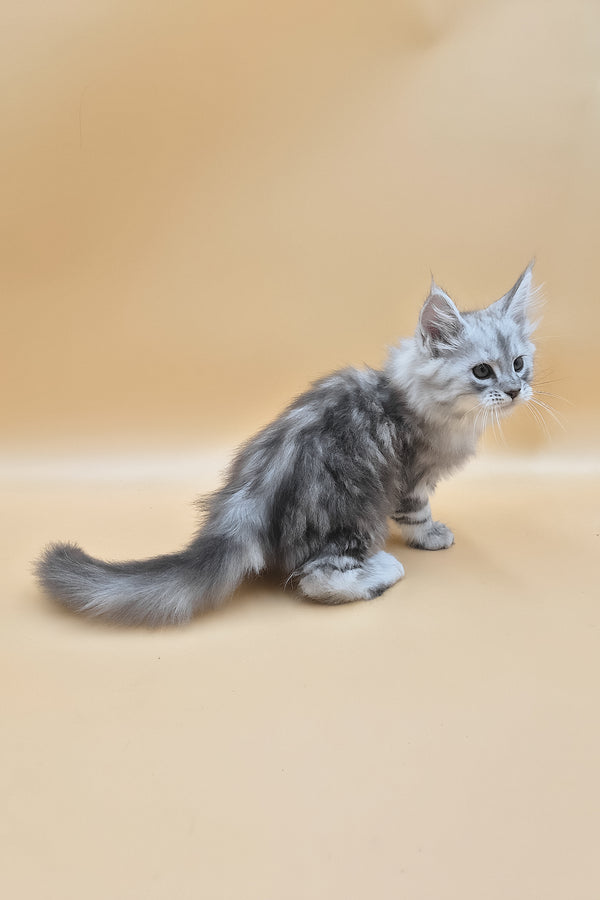 Sphinx | Maine Coon Kitten