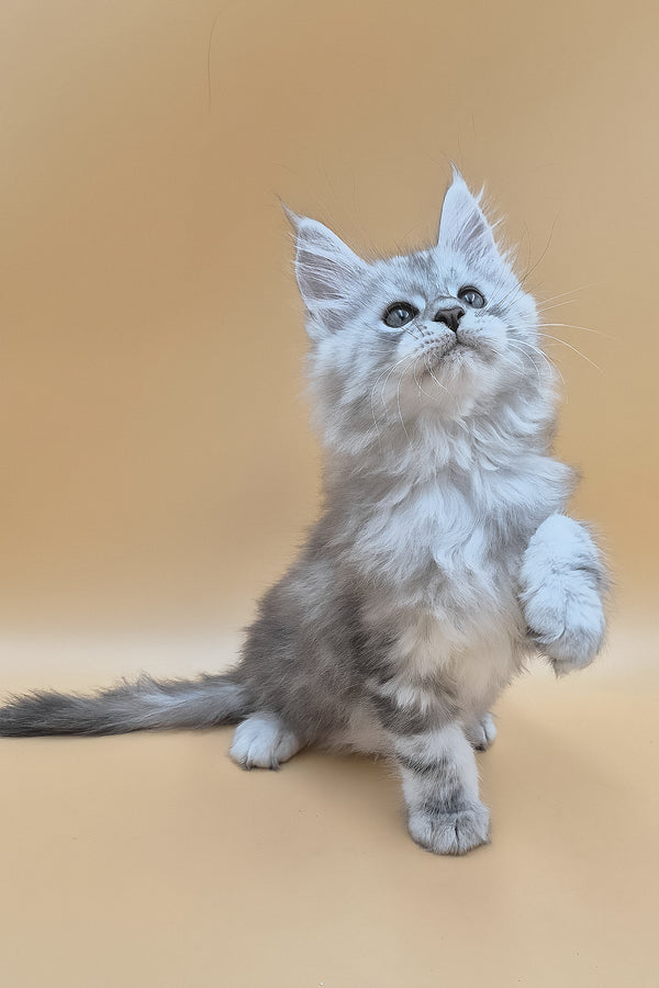 Sphinx | Maine Coon Kitten