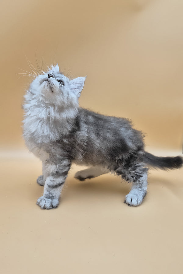 Sphinx | Maine Coon Kitten