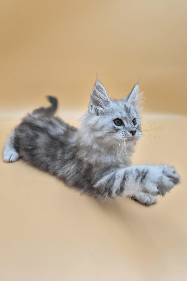 Sphinx | Maine Coon Kitten