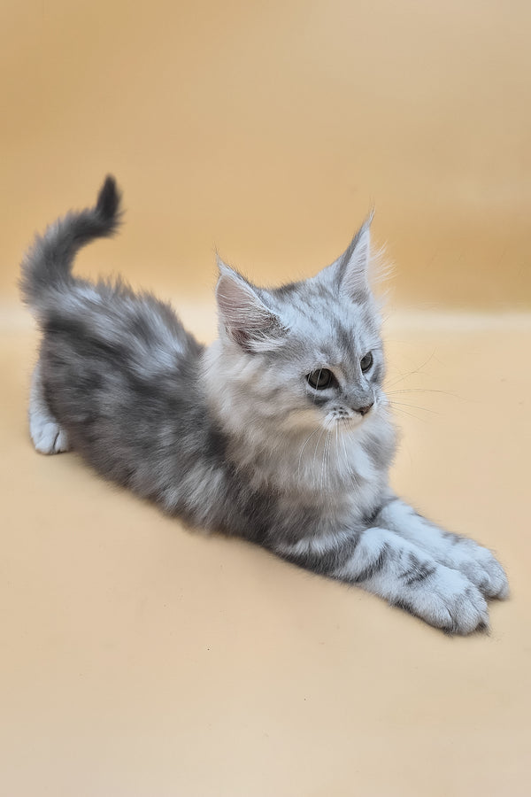 Sphinx | Maine Coon Kitten