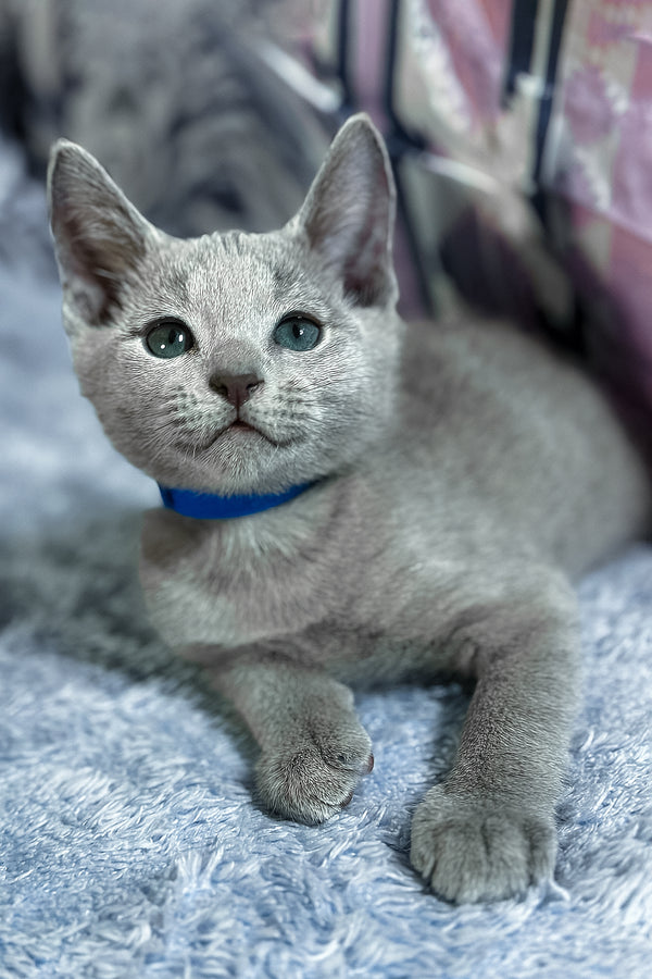 Tehan | Russian Blue Kitten