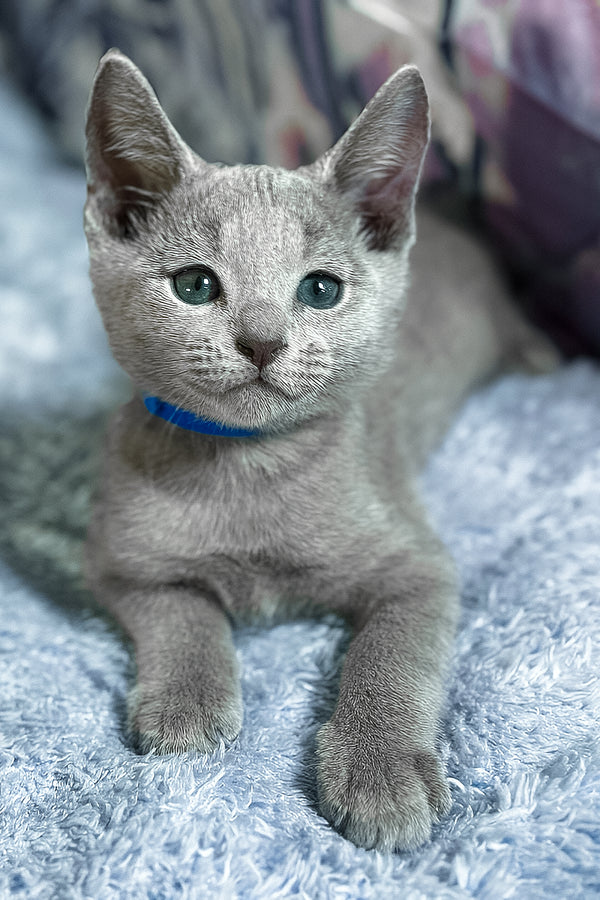 Tehan | Russian Blue Kitten