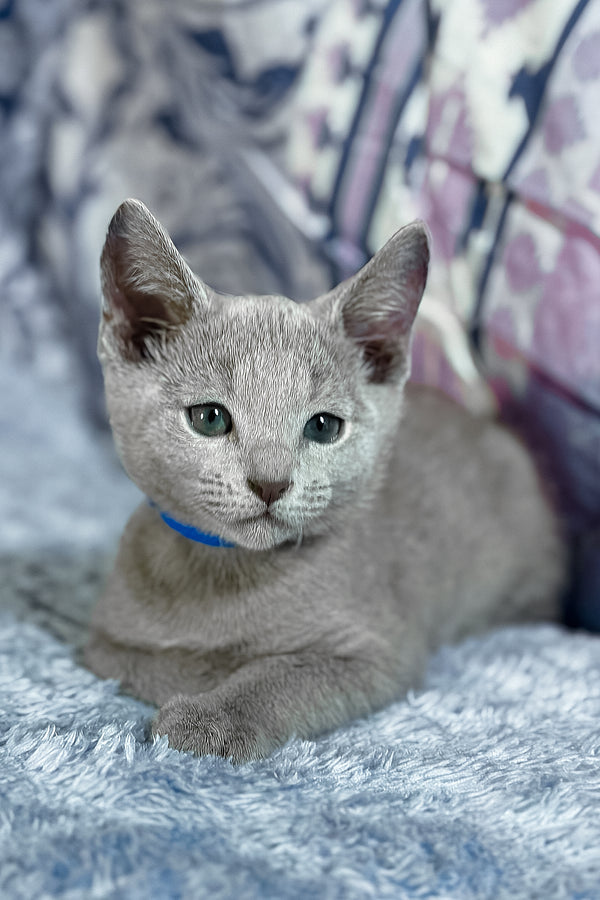 Tehan | Russian Blue Kitten