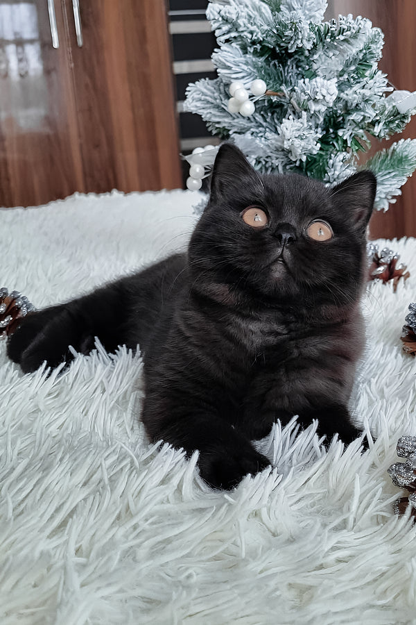 Tessa | British Shorthair Kitten