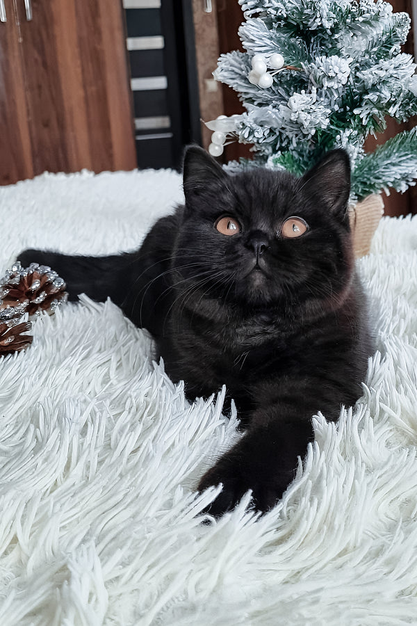 Tessa | British Shorthair Kitten