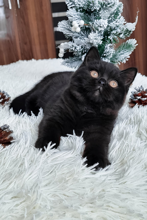 Tessa | British Shorthair Kitten