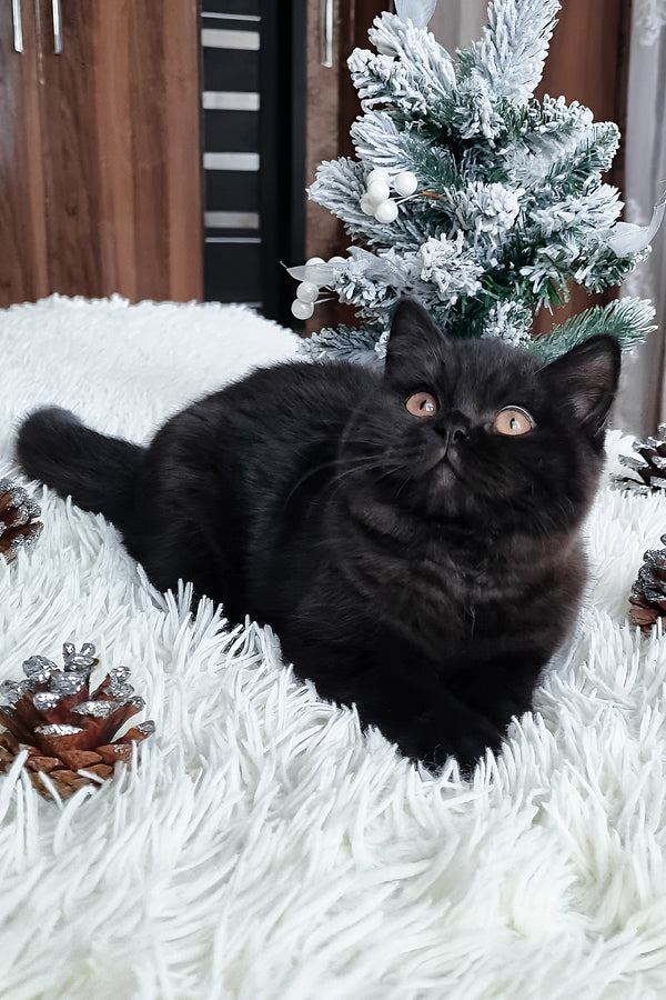 Tessa | British Shorthair Kitten