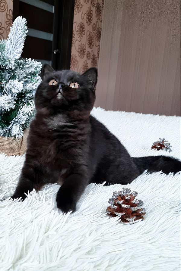 Tessa | British Shorthair Kitten