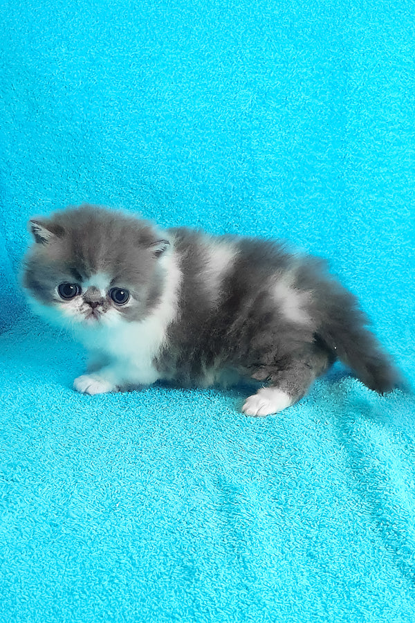 Tulip | Persian Kitten