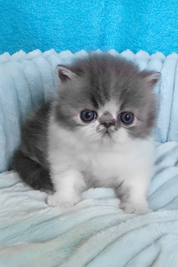 Tulip | Persian Kitten