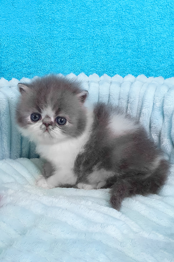 Tulip | Persian Kitten