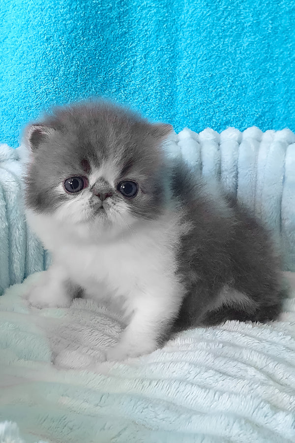 Tulip | Persian Kitten