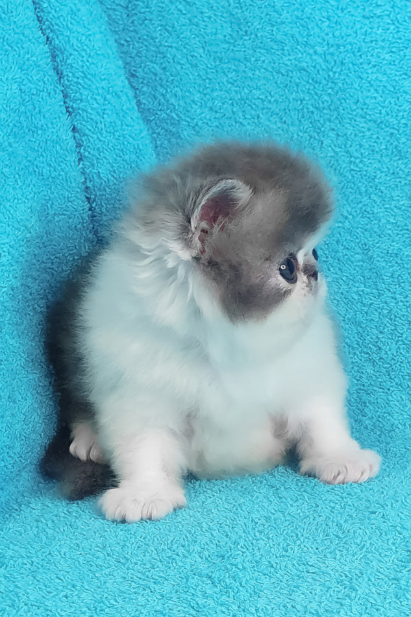 Tulip | Persian Kitten