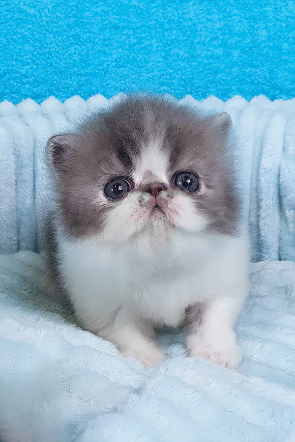 Tulip | Persian Kitten