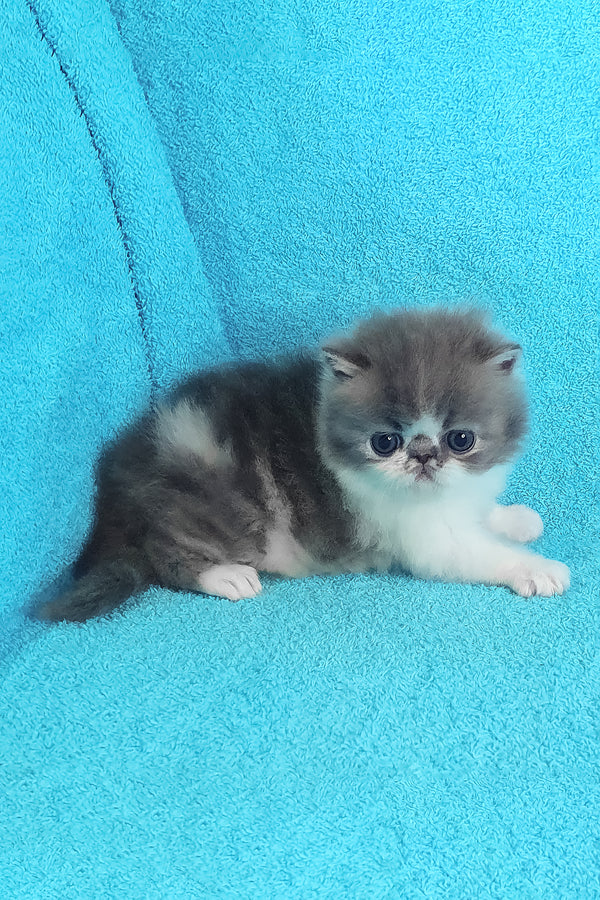 Tulip | Persian Kitten