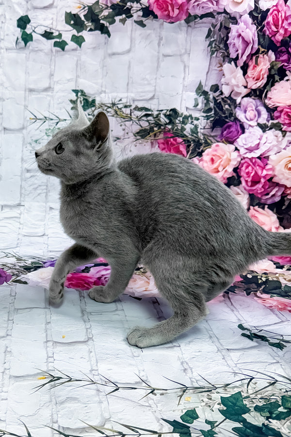 Urolina | Russian Blue Kitten