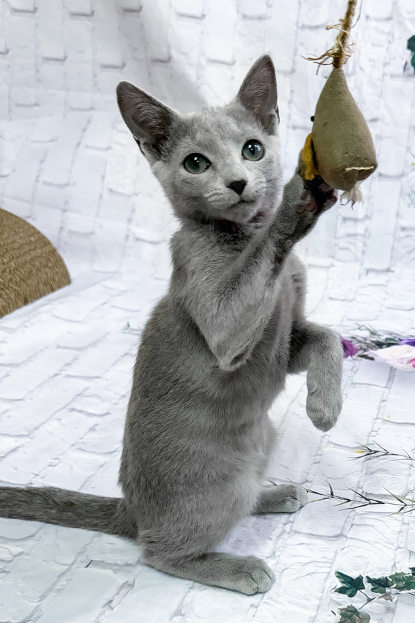 Urolina | Russian Blue Kitten