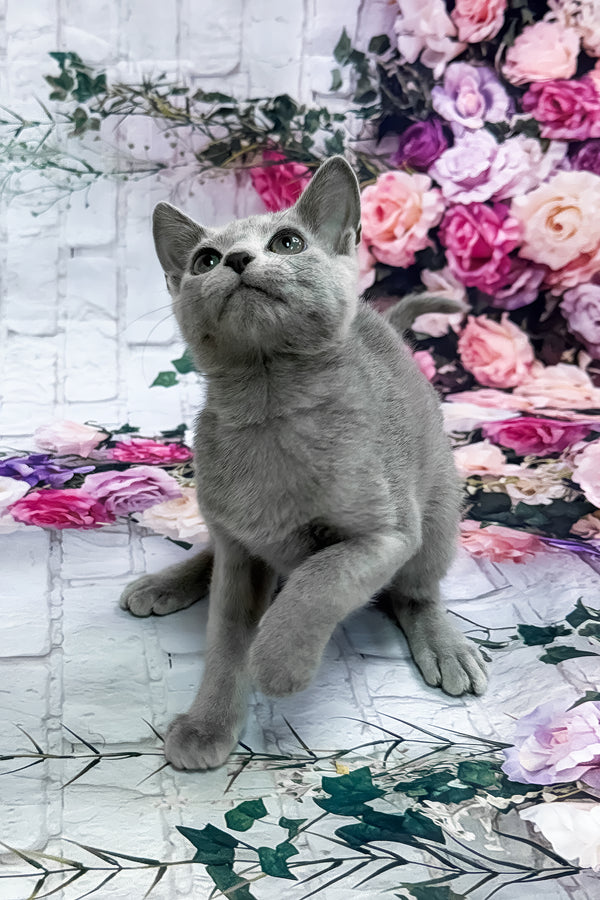 Urolina | Russian Blue Kitten