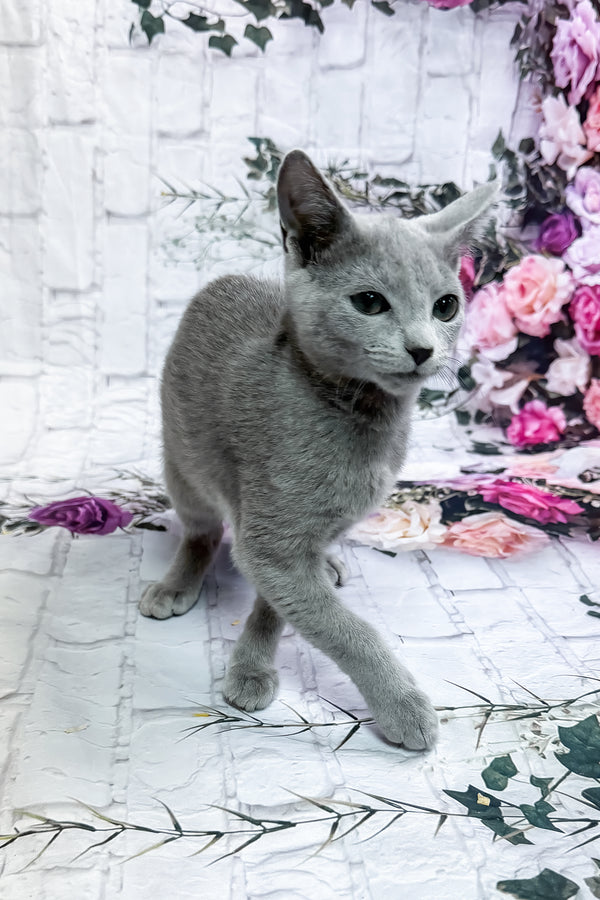 Urolina | Russian Blue Kitten
