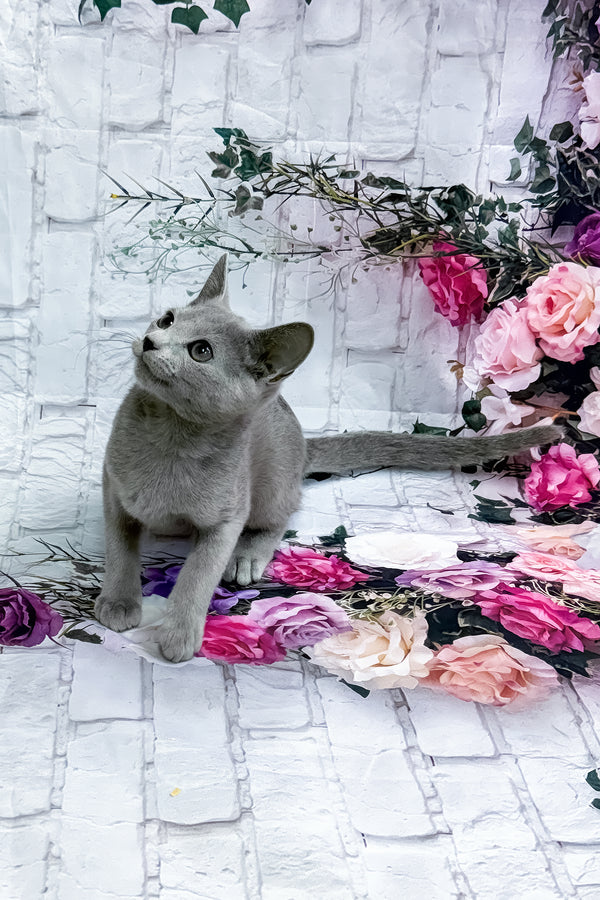 Urolina | Russian Blue Kitten
