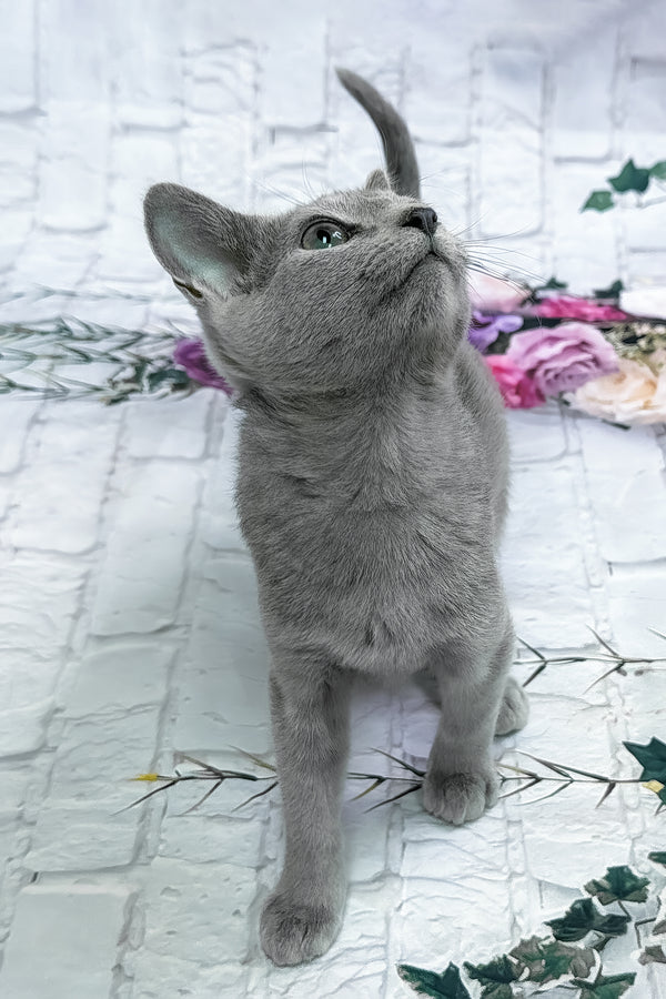 Urolina | Russian Blue Kitten