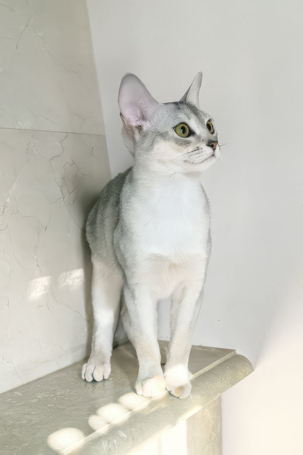 Vanessa | Abyssinian Kitten