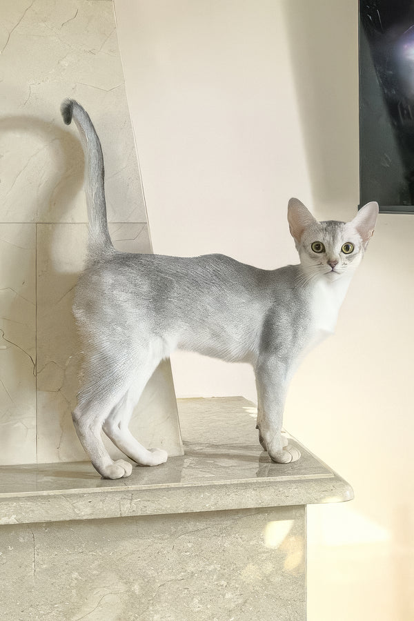 Vanessa | Abyssinian Kitten