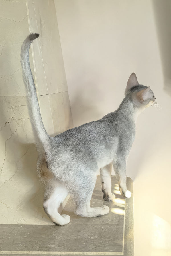 Vanessa | Abyssinian Kitten