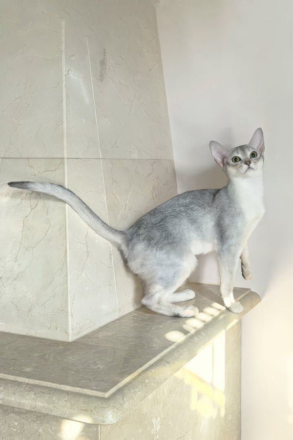 Vanessa | Abyssinian Kitten