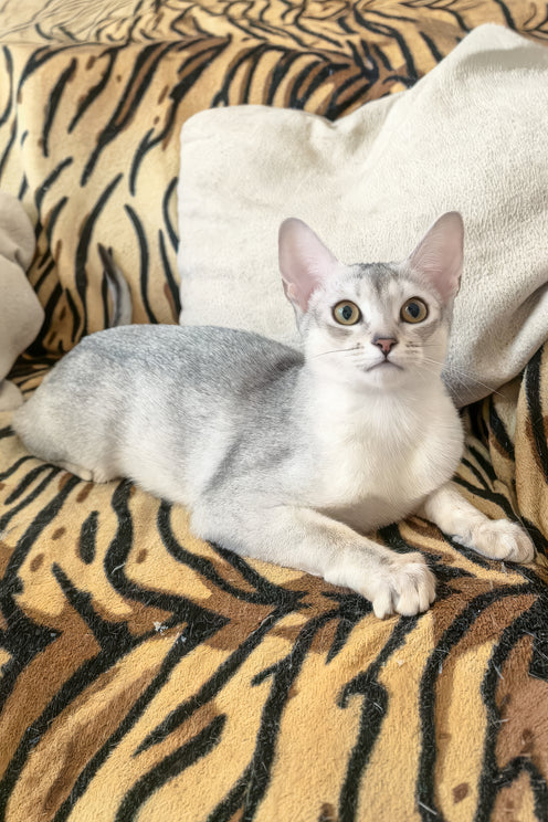Vanessa | Abyssinian Kitten