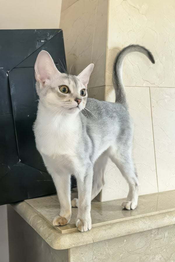 Vanessa | Abyssinian Kitten