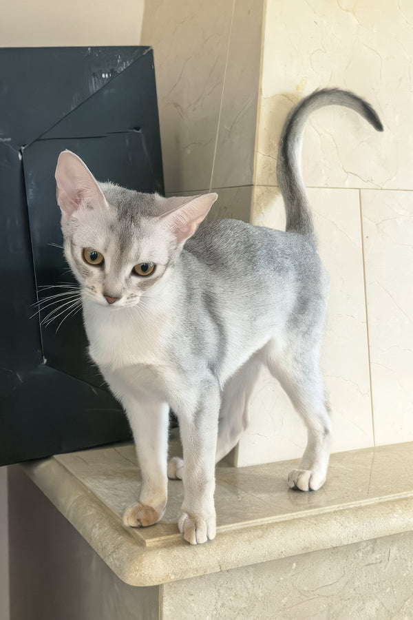 Vanessa | Abyssinian Kitten