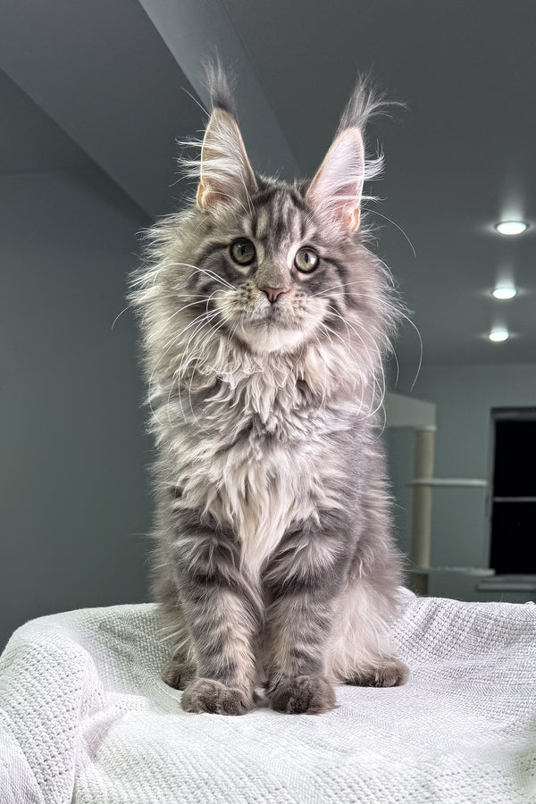 Wackywoo | Maine Coon Kitten