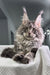 Wackywoo | Maine Coon Kitten