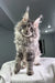 Wackywoo | Maine Coon Kitten