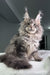 Wackywoo | Maine Coon Kitten