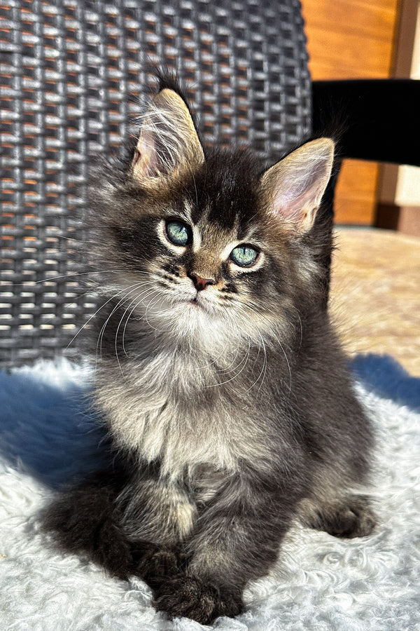 Yonas | Maine Coon Kitten