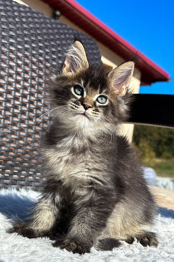 Yonas | Maine Coon Kitten