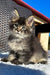 Yonas | Maine Coon Kitten